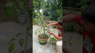 Apple ber gardening  short  gardening  winter garden with Chandan [upl. by Yt]