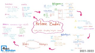 21 Ketone bodies part 03 Ketolysis Moaz Wahdan [upl. by Tirreg]