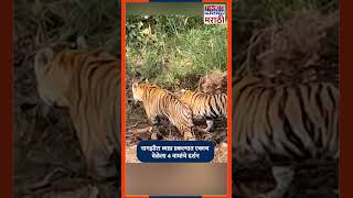 Gondia Nagzira Tiger Reserve नवेगाव नागझीरा व्याघ्र प्रकल्पात एकाच वेळेला 4 वाघांचे दर्शन [upl. by Nnayr482]