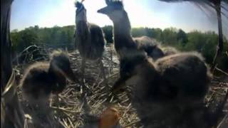 Cornell Heron nest  Dad brings a live gold fish for dinner May 18 2012 [upl. by Ahseniuq445]