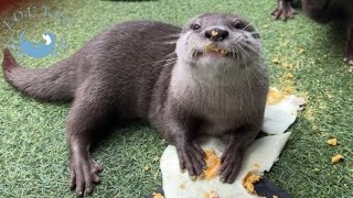 Papa was Secretly Feeding Otters Treats While Mama was Out [upl. by Euhsoj]