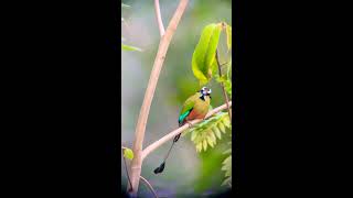 The turquoisebrowed motmot [upl. by Warrick65]