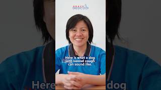 All About Kennel Cough In Dogs kennelcough petwellness gracevet gracevetcentre penangvet fyp [upl. by Beck]