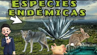 ¿QUÉ SON LAS ESPECIES ENDÉMICAS de MÉXICO Ciencias Naturales [upl. by Warenne546]