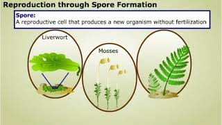 Spore formation and Apomixis [upl. by Jaffe687]