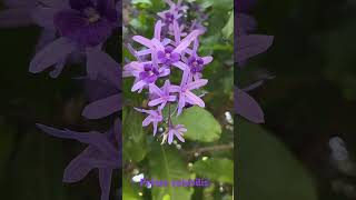 Petrea volubilis la reina de las trepadoras por su floración jardin flores arte plantas [upl. by Eimmac]