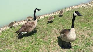 Canadian Geese Parents Hissing to Protect Their Young [upl. by Calista]