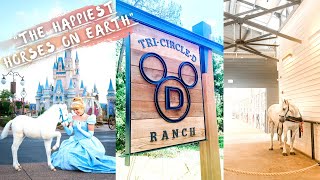 We visited the quotHappiest Horses on Earthquot at Tri Circle D Ranch at Disneys Fort Wilderness Resort [upl. by Erminna]