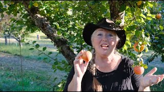 Raintree Nursery Fruit Feature Alkemene Apple [upl. by Watanabe]