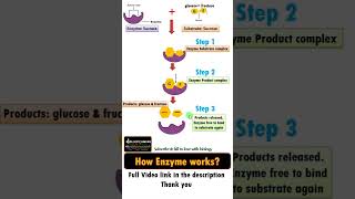 How Enzymes work  Bioshorts from biologyexams4u [upl. by Mcilroy]