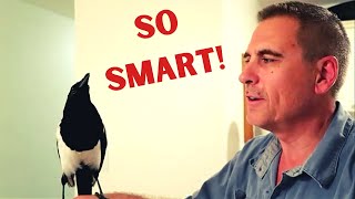 Funny talking magpie is so smart [upl. by Ja]