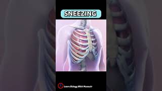 SNEEZING 🤧 What happens inside our body when we sneeze 🤧 why do we sneeze  shorts overview [upl. by Atteuqahs762]