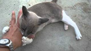 feral cat became friendly to human [upl. by Morris]