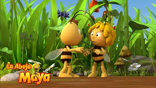 Bailando Con Abejas 💃🐝  Capítulos completos  La Abeja Maya [upl. by Bernita]