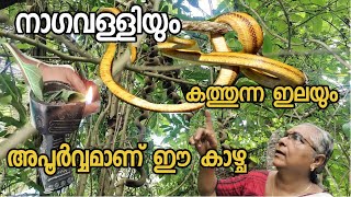 നാഗവള്ളിയും കത്തുന്ന ഇലയും മറ്റു അപൂർവ്വ കാഴ്ചകളും അറിയാം ഈ അമ്മയെ medicinal plants malayalam [upl. by Gathard773]