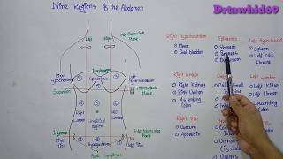 nine regions of abdomen and their organs [upl. by Eikcir637]