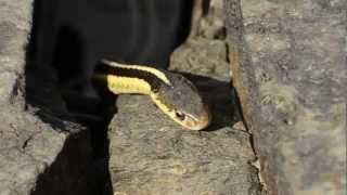 Garter Snake Eats Frog [upl. by Haleemak]