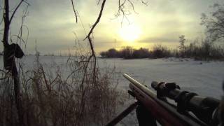 coyote hunting 22 mag [upl. by Tergram416]