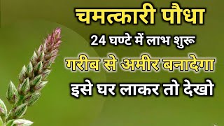 अपामार्ग पौधा  Apamarga Plant अपामार्ग चिरचिटा की जड़ Chirchita Ke totke [upl. by Mcneely]