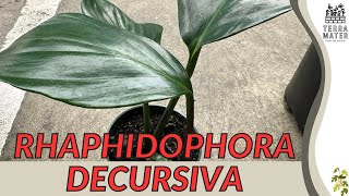 🌿 RHAPHIDOPHORA DECURSIVA Dragon Tail Vine  A MustWatch Marvel for Your Indoor Jungle [upl. by Delphina]