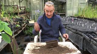 How to grow dierama from seed at stinky ditch nursery August ‘19 [upl. by Adnuahsal]