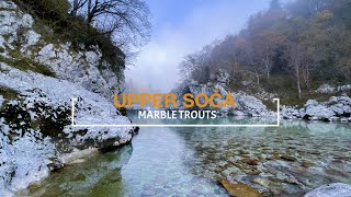 Upper Soča MarbleTrout [upl. by Mendez619]