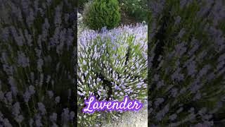 Lavandula Munstead [upl. by Tan]