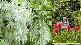 ARBRE DE NEIGE  SA FLORAISON TRÈS SPECTACULAIRE MÉRITE VOTRE JARDIN… Le Quotidien du Jardin N°389 [upl. by Adin645]