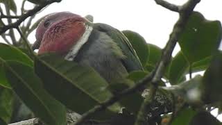 Pink Headed Fruit Dove [upl. by Aivatra]