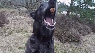 Dog catching treats in slow motion [upl. by Aidyn244]