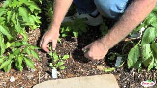 How To Thin Radish Seedlings [upl. by Peoples]