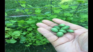 Cucamelons aka Mexican Sour Gherkin aka Mouse Melons [upl. by Ikkaj235]