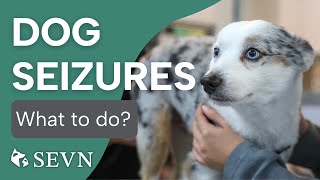 What to Do When Your Dog Has a Seizure [upl. by Reilamag]