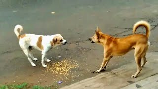 Dogs fighting action [upl. by Marks]