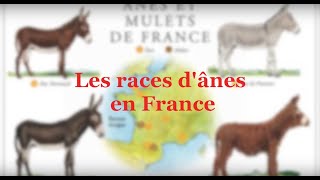 CONSEILS  Les races dânes en France [upl. by Ikkir]