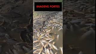 DENUNCIA GRAVE MORTE DE PEIXES NO RIO PIRACICABA [upl. by Felizio]