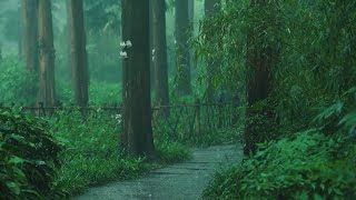 Listen to the rain on the forest path relax reduce anxiety and sleep deeply [upl. by Naret68]