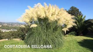 Cortaderia selloana Garden Center online Costa Brava  Girona [upl. by Muscolo]