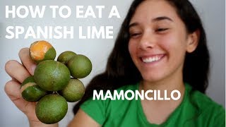 How to Eat a Spanish Lime aka QuenepaMamoncillo [upl. by Thrasher]