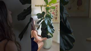 fiddle leaf fig shower day monthly ficus lyrata care showeryourplants ficuslyrata fiddleleaffig [upl. by Krell753]