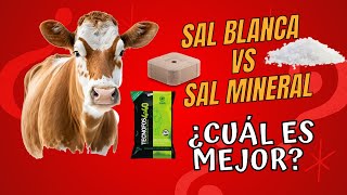 LA MEJOR SAL PARA TU GANADO SAL MINERAL O SAL BLANCA ¿CUÁL HAY QUE DAR [upl. by Junno]