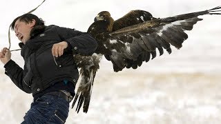 LIVE  Eagle attacks on Humans  How often how dangerous [upl. by Aymik]