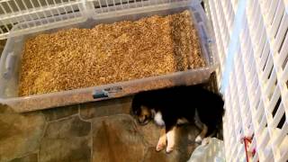 New Puppy Litter Box Training Part 5 [upl. by Haelahk]