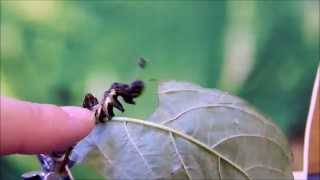 Harrisimemna trisignata  the shaking caterpillar [upl. by Braeunig]