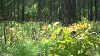 How Fire Can Restore a Forest A TimeLapse Ground View [upl. by Ahsietal]