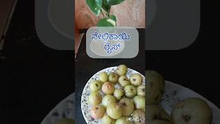 nellikai ricerecipe 🍏 🍚 👨‍🍳 PranithandCharith pleasesubscribemychannel [upl. by Ayalahs966]