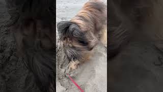 Wicket the Briard  Beach Time music fun adorable fluffydog funny briard silly [upl. by Ahseuqal]