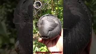 Shaligram sri mahashakti varaha shaligram shila 💐💐 shorts short shortsfeed [upl. by Amar]