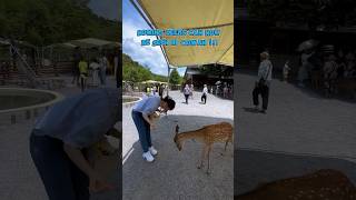 Bowing deer have been spotted in Taiwan 🦌 taiwan 台灣 宜蘭 capybara animals feedshorts shorts [upl. by Suu]