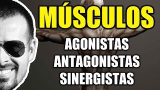 Músculos Agonistas Antagonistas e Sinergistas  Sistema Muscular  Cinesiologia  VideoAula 095 [upl. by Attiuqram]